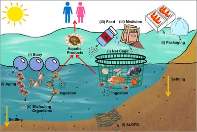 Risk of aquaculture-derived microplastics in aquaculture areas: An overlooked issue or a non-issue?